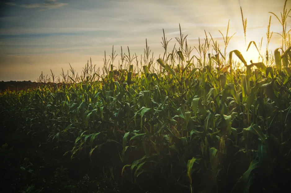 Tall corn plants stand in field, with sunset backlighting.