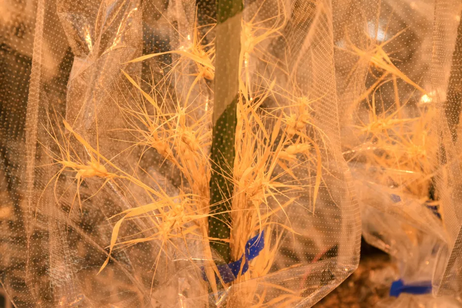Un gros plan présente des échantillons de plantes jaunes ébouriffées dans de petits sacs de plastique. Ce sont les parties qui portent les semences d’une espèce sauvage mature apparentée au blé commun.