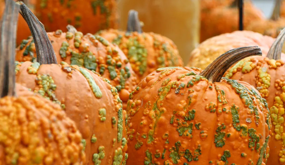 An upper half view depicts several orange pumpkins, covered in orange and green bumps.