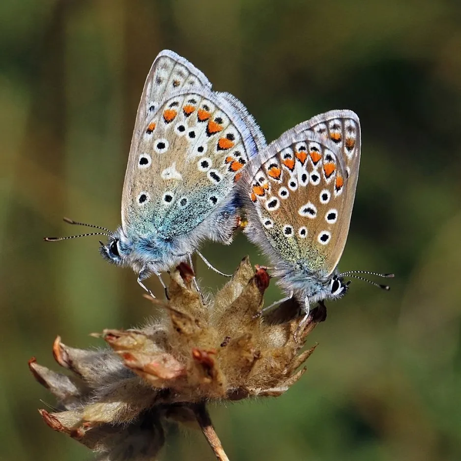 Two blue butterflies with black and orange spots on their wings mate while sitting on a flower.