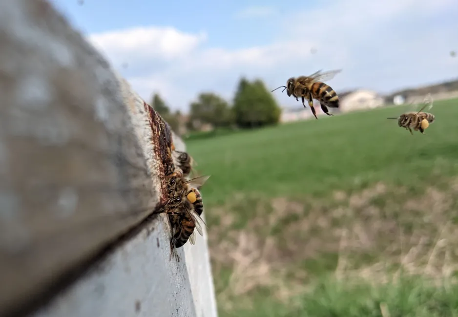 A close-up of two bees hovering in the air; they are about to land on the side of a beehive amongst a cluster of other bees.