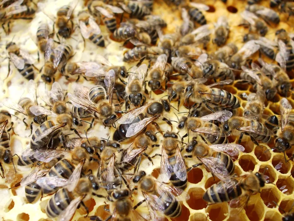 A close-up image shows dozens of honeybees clustered on a piece of yellow honeycomb. 