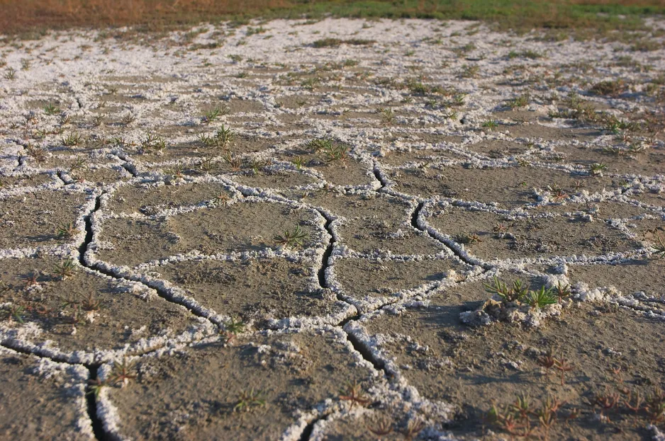 Surface d’un sol sec et dénudé présentant des fissures recouvertes d’une croûte blanche et granuleuse.