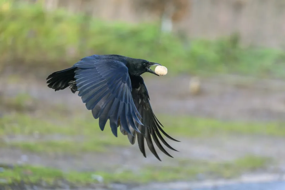 A black crow flies with a yellow piece of food in its beak.