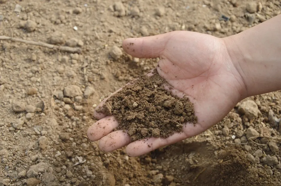 : Close-up of a hand with the palm open, holding rich brown soil with more soil, stones, and twigs on the ground in the background.