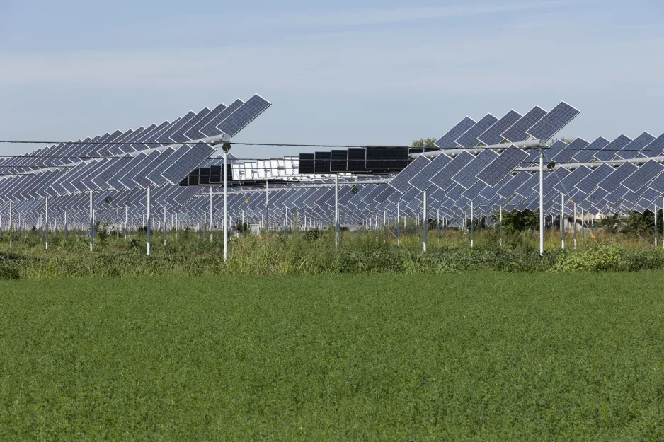 Rows of many angled solar panels mounted high above a crop field, with soybeans in the foreground and blue sky in the background.