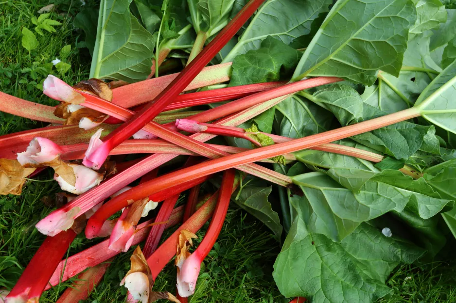 Several freshly-picked red rhubarb petioles with leaves still attached rest in a pile on grass.