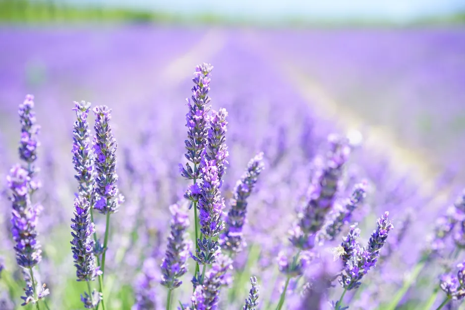 Close-up of bright purple flowers, with the rows of a lavender field slightly out of focus in the background.