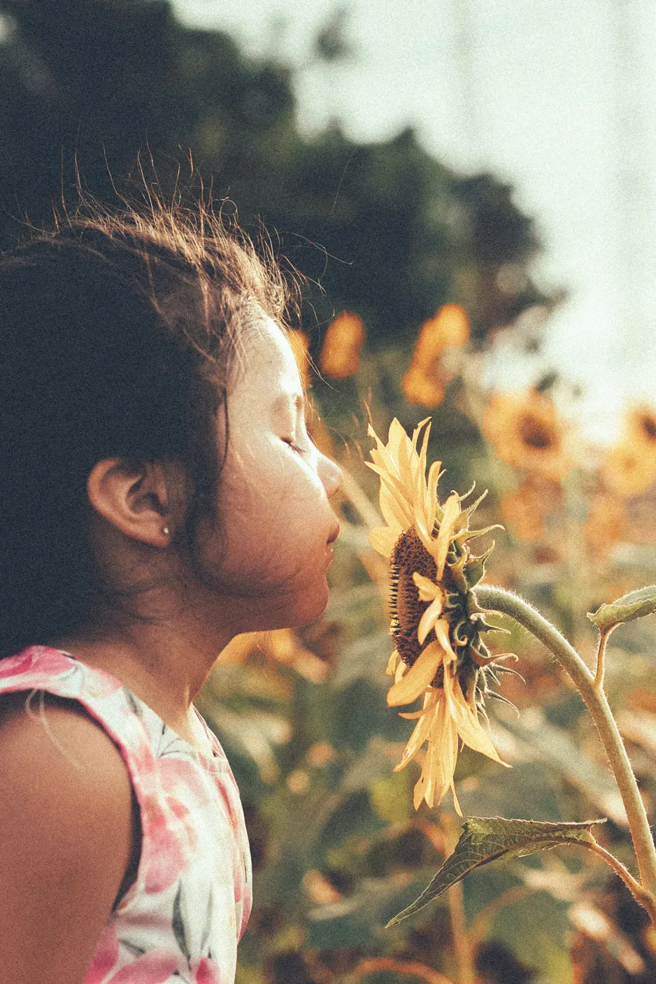 A little girl in a flowered dress smells a sunflower with her eyes closed. 
