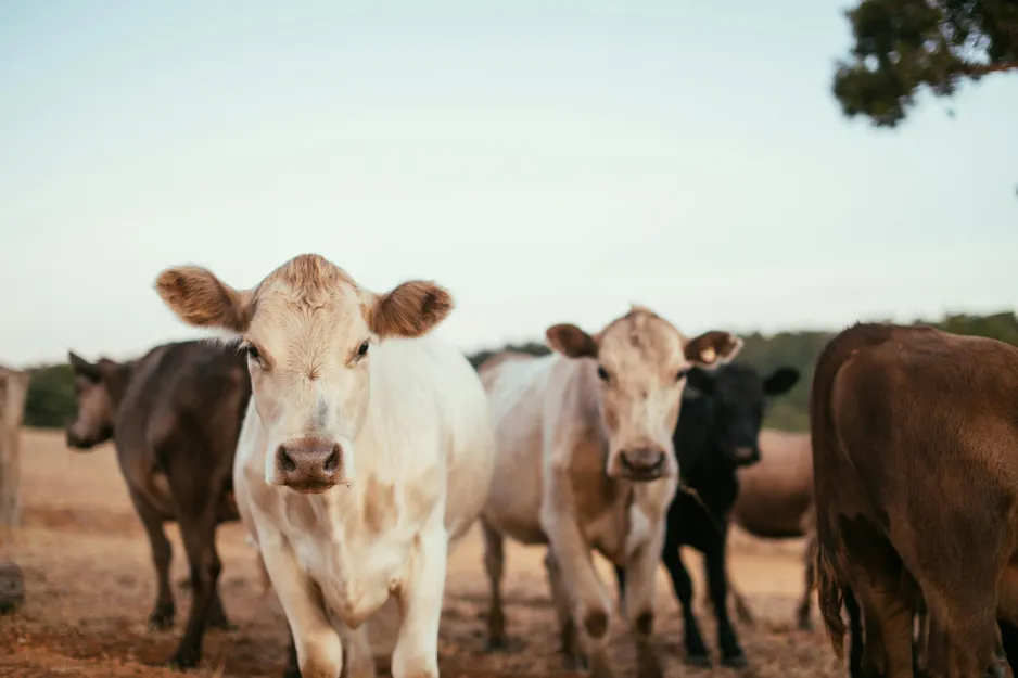 Two camera-facing beige cows stand in a brown field near several black and brown cows.