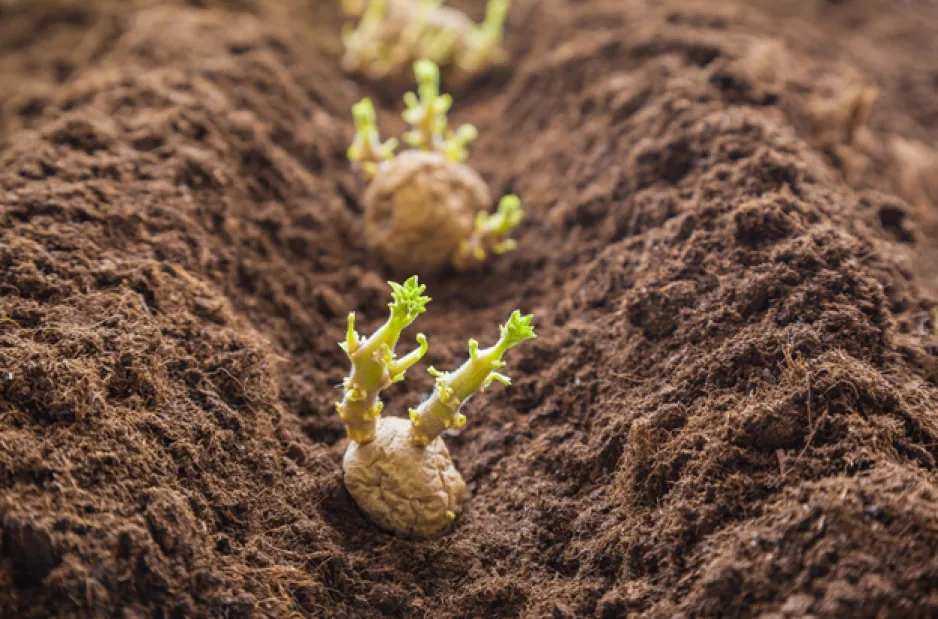 A closeup view of a furrow in the soil containing a row of wrinkled potatoes with stems growing out of them