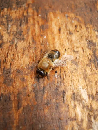 Une abeille mellifère