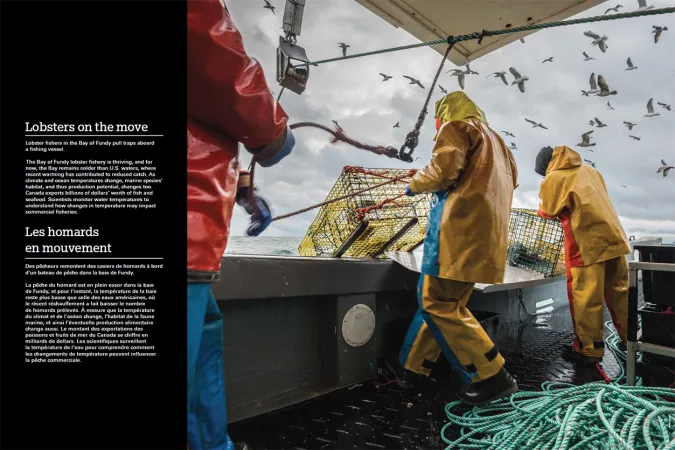 Two people in yellow rain gear are hauling lobster traps onto a boat. There are birds flying in the background and another person in a red jack and blue pants can be seen to the left. To the left of the image is a black strip with the title “Lobsters on the move” above some text.