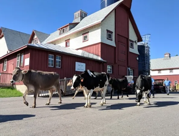 Cows walk in front of a building at the Canada Agriculture and Food Museum.
