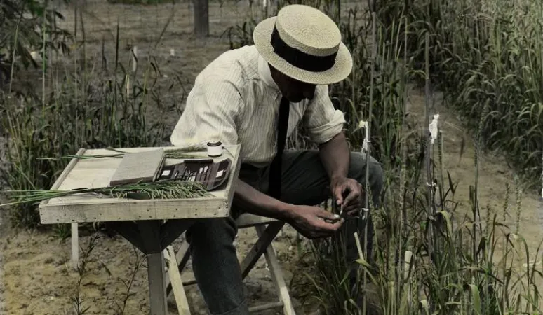 A researcher examines wheat crops at the Canada Central Experimental Farm in Ottawa, ca 1920s. Source: Library and Archives Canada, PA-043198