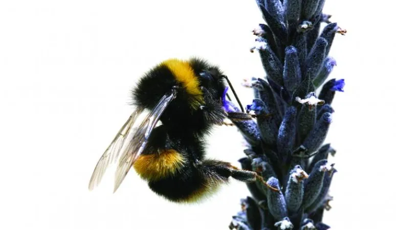 On Your Best Bee-haviour