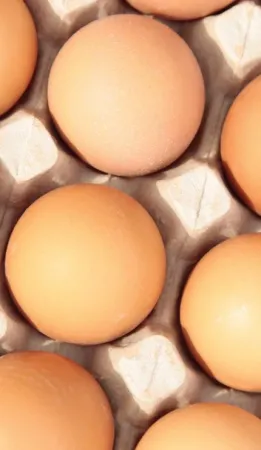 Egg Carton - safakcakir/Shutterstock.com