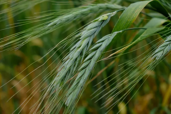 A close-up image of a green stalk of wheat growing in the field.