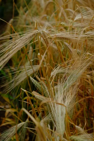 A close-up image of light yellow barley stalks growing in the field.