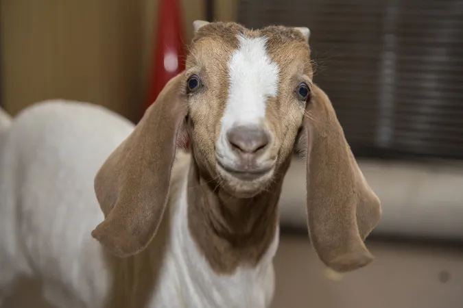Brown and white long-eared goat standing in a room.