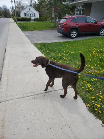Un labrador chocolat se promenant dans un quartier.