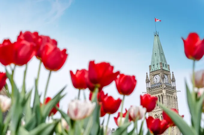 Red and white tulips are in full bloom under a blue sky; the Peace Tower of Parliament Hill is visible in the background.