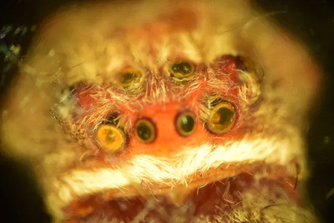 Photograph of spider eyes taken with a microscope.