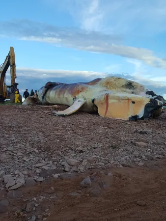 The photo shows the carcass of Glacier, a North Atlantic right whale, on land. A number of people are standing next to the carcass. A large piece of construction equipment sits nearby.