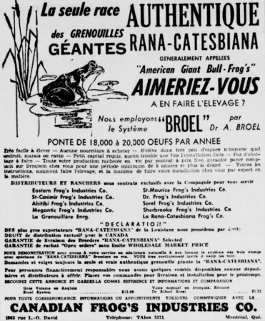 Une publicité typique de Canadian Frog’s Industries Company de Montréal, Québec. Anon., « Canadian Frog’s Industries Company. » La Patrie, 16 novembre 1952, 86.