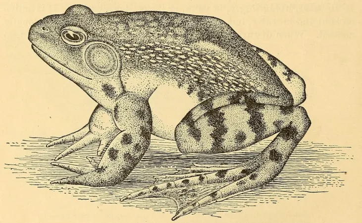 Une grenouille-taureau typique sauvage et libre. John J. Brice, éditeur, A Manual of Fish-Culture: Based on the Methods of the United States Commission of Fish and Fisheries, with Chapters on the Cultivation of Oysters and Frogs (Washington : Government Printing Office, 1897), 258.