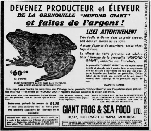 Une publicité typique de Giant Frog & Sea Food Limited de Montréal, Québec. Anon., « Giant Frog & Sea Food Limited. » La Patrie, 18 octobre 1952, 53.