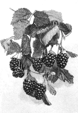 Quelques mûroises mûres prêtes à être cueillies. Albert Maumené, « La Logan-Berry – Hybride de ronce et de framboisier. » La Nature, 30 juillet 1904, 141.