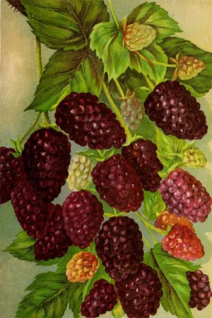 Quelques mûroises mûres et moins mûres. Pajaro Valley Nursery, The Loganberry (Lieu inconnu : éditeur inconnu, vers 1895). Non paginée.