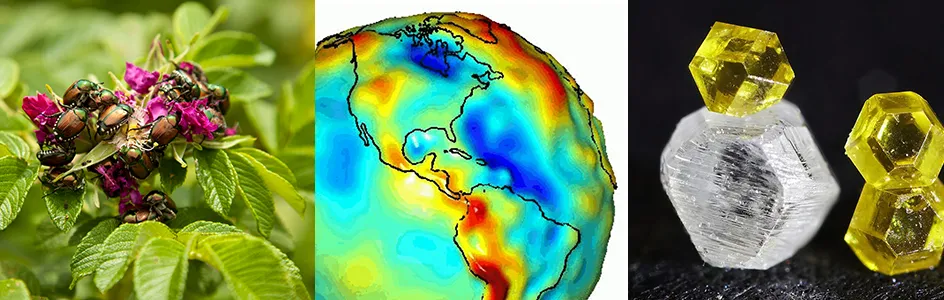 Trois images côte à côte : une grappe de scarabées cuivrés dévorant une fleur de rose, des couleurs montrant les variations de gravité de la Terre, et quatre diamants synthétiques jaunes et un blanc.