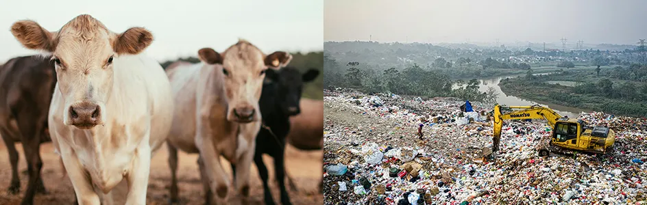 Image composite d'un troupeau de vaches regardant fixement la caméra et d'une pelleteuse assise sur une décharge.