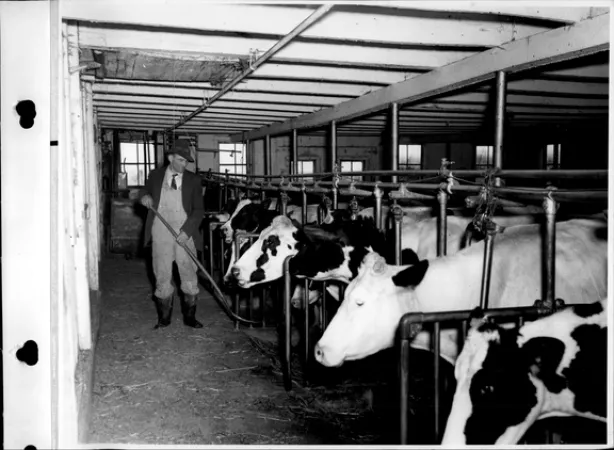 Image is a black-and-white photograph of a man working in a barn with dairy cows.