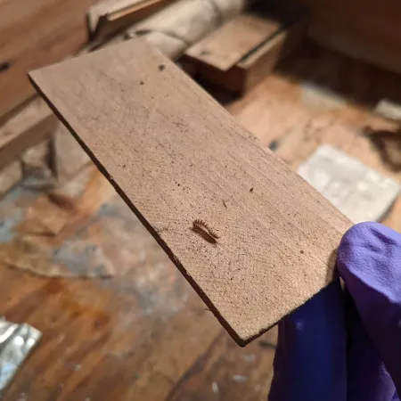 Un gros plan sur une larve d’anthrène des tapis sur une petite planche de bois. 