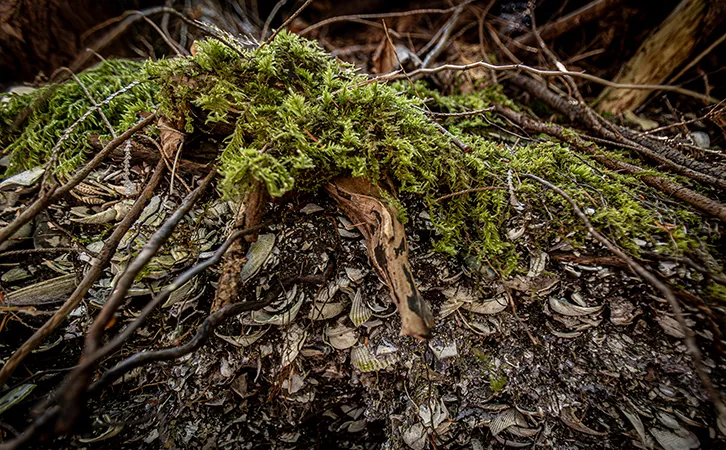 Close-up photograph of algae, or seaweed, as gathered on a shoreline.