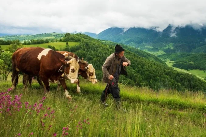 A farmer holding a stick leads a pair of oxen across a green field on the side of a hill. Pink flowers are visible in the field, and lush green hills and mountains form the backdrop. 