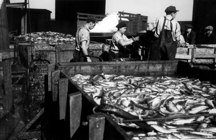 Une photo en noir et blanc de trois hommes vêtus de pantalons de travail à bretelles, triant de grandes quantités de poissons frais dans des bacs.