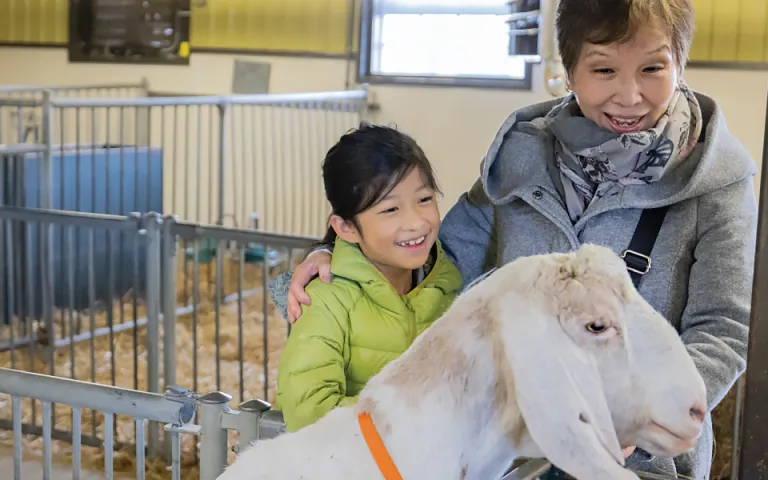 An adult and a child are looking at a white goat and smiling. They are standing inside a stable at the Canada Agriculture and Food Museum, and the goat is behind a metal enclosure.