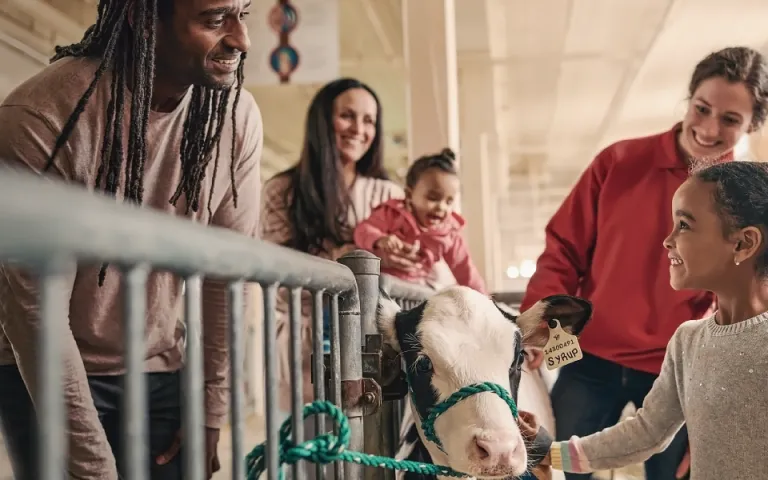 In a barn setting, a child smiles as she reaches out to touch a calf. Three adults smile as they watch her; one of them is holding an infant.