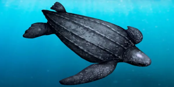 An illustration of a leatherback turtle seen from above. Four distinct ridges can be seen along its back and it has a white patch on the back of its head. 