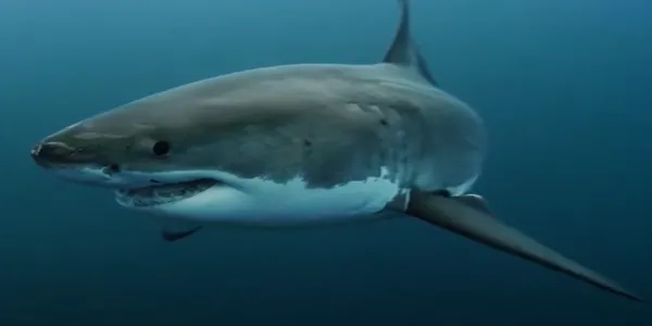 A great white shark seen swimming toward the viewer and starting to turn to the right. One eye is in view as well as sharp teeth, a white belly, and a grey back.