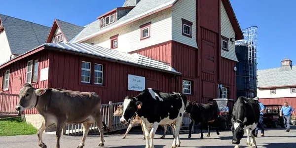 dairy cows walking outside at the Canada Agriculture and Food Museum