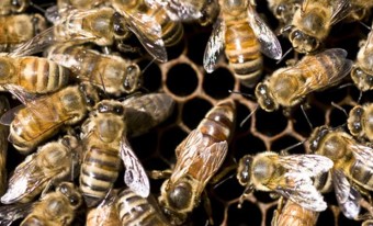 A group of honeybees surrounding the queen on a wax comb. The long abdomen of the queen and the absence of hair on her thorax distinguish her from other worker bees.