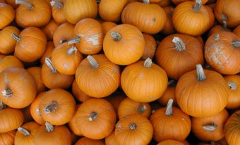 A pile of orange pumpkins viewed from above.