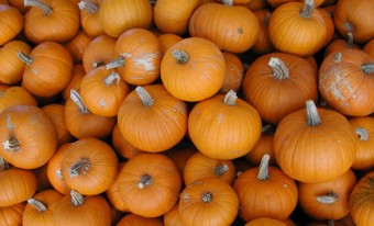 Un tas de citrouilles orange vues d'en haut.