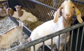 A goat looks directly at the camera as he stands against a grey metal fence; goat kids sit in the feeder in the background.