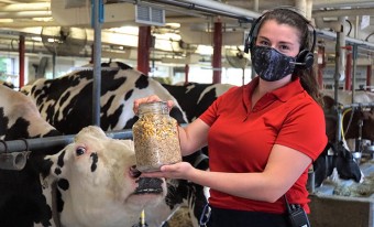 A young woman wearing a headset and a mask holds up a jar of corn silage cow feed; she is standing in front of a row of cows in a dairy barn.